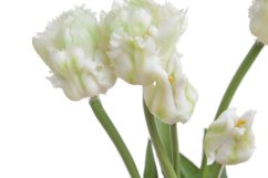 tulipán papouškovitý (5 ks) - bílá se zelenou kresbou