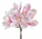 buket magnolií - růžová/bílá