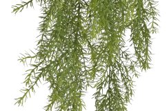 asparagus převislý 147 cm