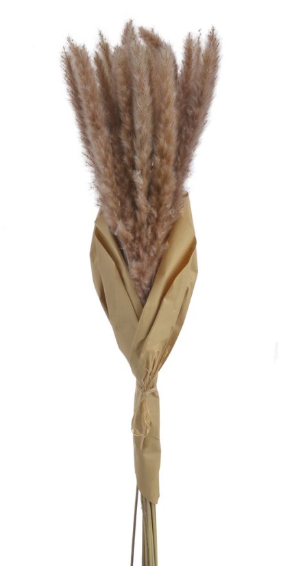 pampasová tráva sušená (20 ks) - hnědá