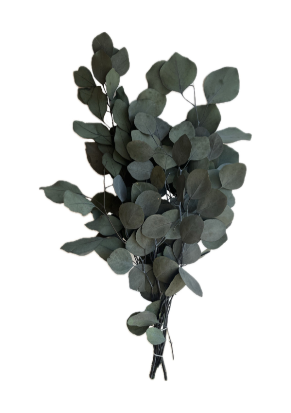eukalyptus populus 40/80 - zelená