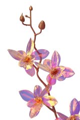 OPALIZZE orchidea 48 cm – iridescentná ružová