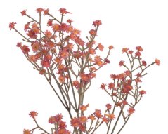 gypsophila 67 cm -  červená