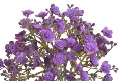 gypsophila - šater (5 ks) - fialová