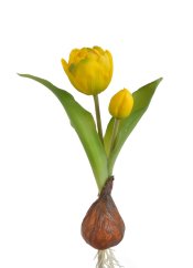 tulipán s cibulkou -  žlutá