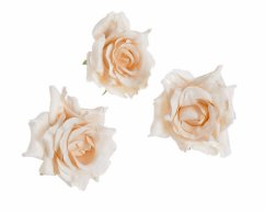 růže malé hlavičky (12 ks) - meruňková