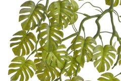 mini monstera převislá - zelená