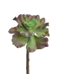 sukulent 12 cm - zelená/hnědá
