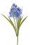 hyacint - modrá