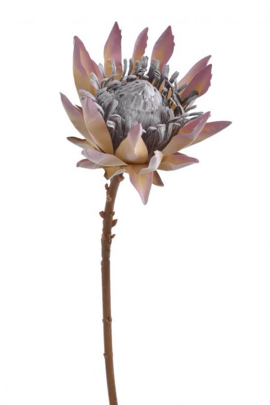 protea 56 cm - krémová/růžová