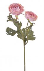 pryskyřník 50 cm - růžová