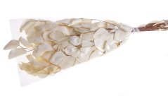 eukalyptus stabilizovaný (150 g) - bílá