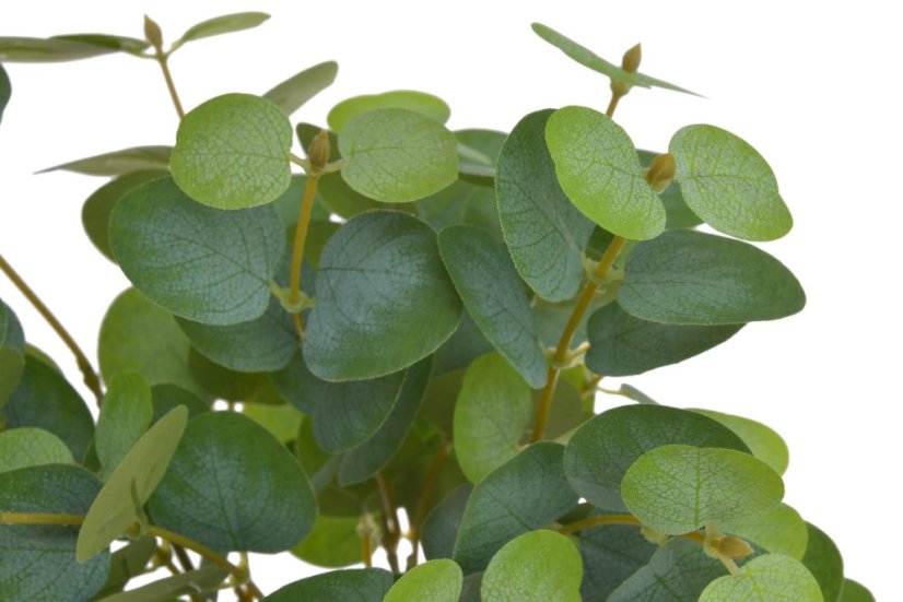 eukalyptus trs - zelená