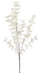 eukalyptus pěnový - krémová