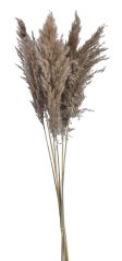 pampasová tráva sušená (6 ks) - hnědá přírodní