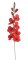 gladiola 77 cm - červená