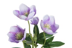 čemeřice - fialová