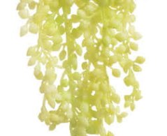 převislý starček 48 cm - krémovozelená