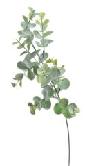 eukalyptus 44 cm