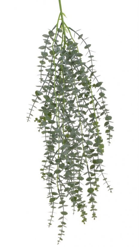 převis eukalyptus 85 cm - zelená tmavší