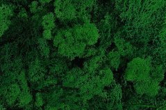 mech islandský (250 g) - zelená tmavá