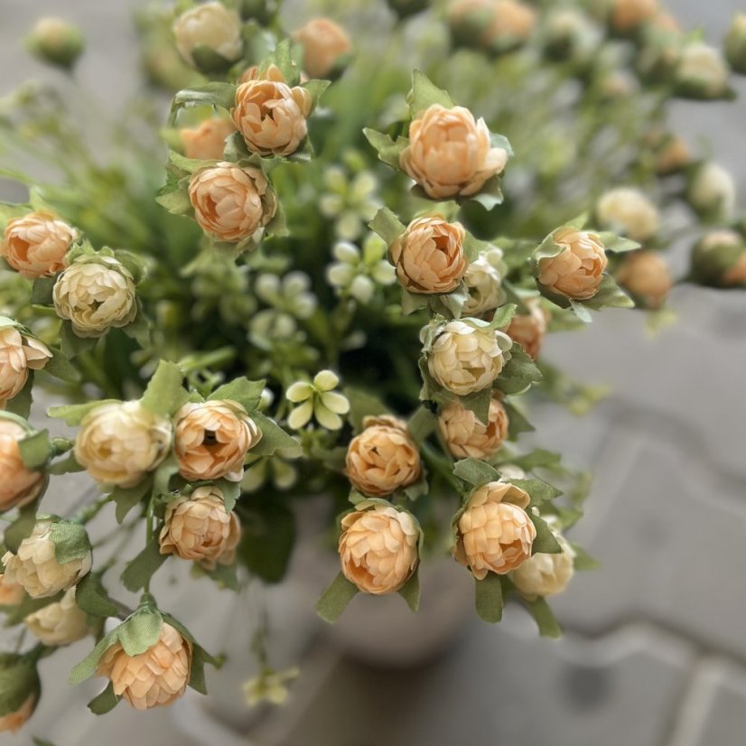 trs kamélií - meruňková