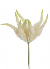amaranthus svazek x4 - krémová