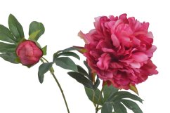 pivoňka s poupětem 68 cm - fuchsiová