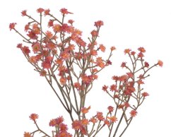 gypsophila 67 cm -  červená