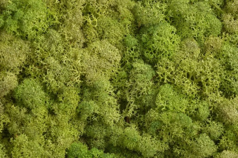 moss extra (100 g), islandský mech - sv. zelený