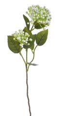 poupata hortenzie  s listy - bílá