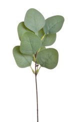 eukalyptus populus větvička