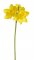 narcis 36 cm - žlutá