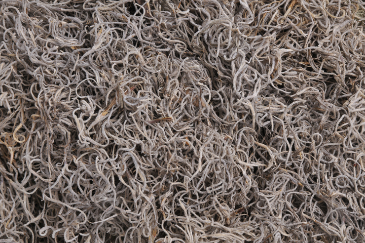 tilancia moss (300 g) natural