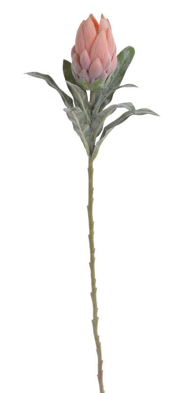 protea s listy 65 cm - korálová