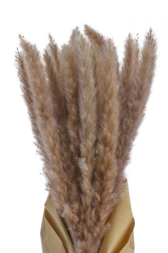 pampasová tráva sušená (20 ks) - hnědá