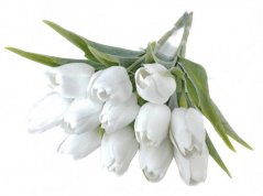 tulipán s listem (6 ks) - bílá
