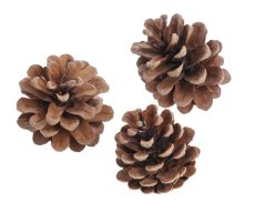šišky - borovice černá / pinus niger (500 g)