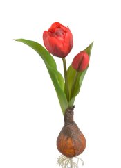 tulipán s cibulkou - červená