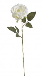 růže na dlouhém stonku - krémová