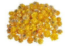 slaměnky (50 g) - žlutá