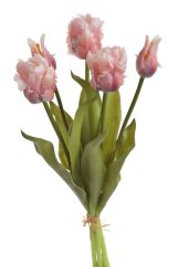tulipán papouškovitý (5 ks) - růžová