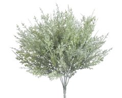 túje / thuja, trs x7 - zelená