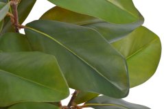 umělý ficus elastica 100 cm