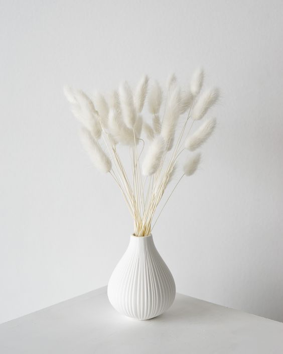 lagurus 30 g - bílá - krém