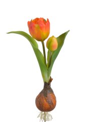 tulipán s cibulkou - oranžová