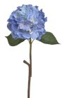 Hortenzie
