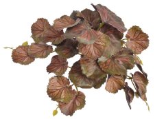 listy heuchera - hnědá