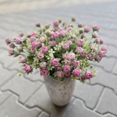 trs kamélií - růžová