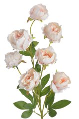 pivoňka čínská 72 cm - růžová